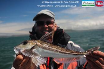 1 lb 8 oz Grey Gurnard by John