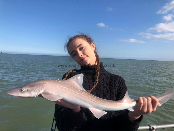 6 lb Starry Smooth-hound by Charlotte from kent