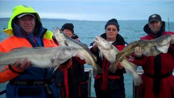 15 lb Cod by Albion S.A.C Poole ,Dorset