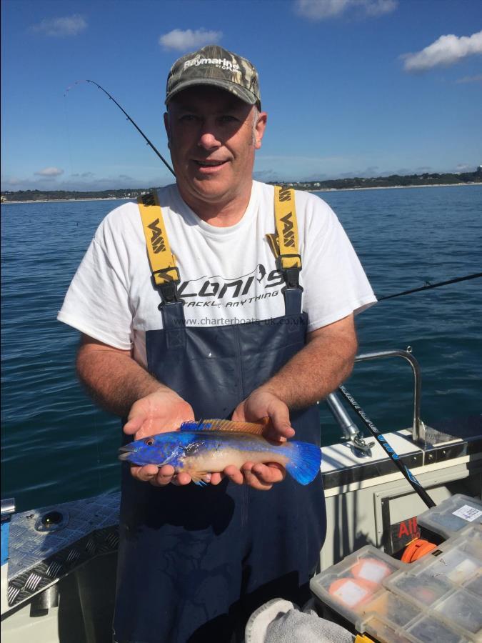 1 lb Cuckoo Wrasse by Paul