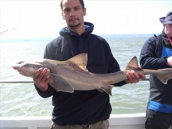15 lb 2 oz Smooth-hound (Common) by unknown