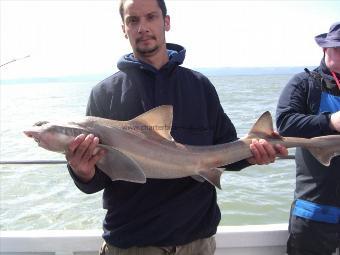 15 lb 2 oz Smooth-hound by unknown