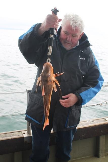 3 lb 5 oz Tub Gurnard by mick