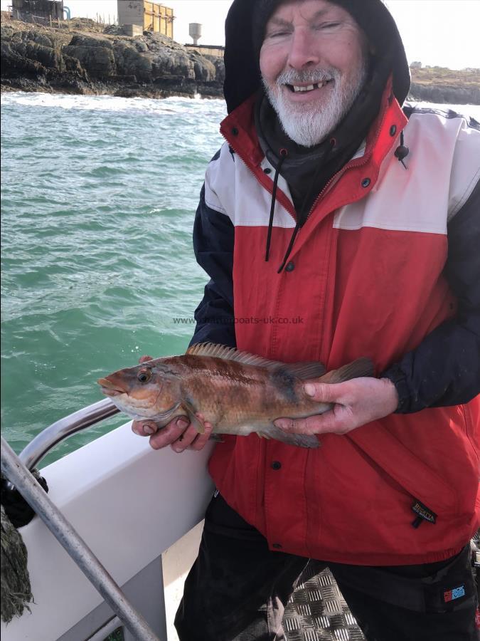 2 lb Ballan Wrasse by Unknown