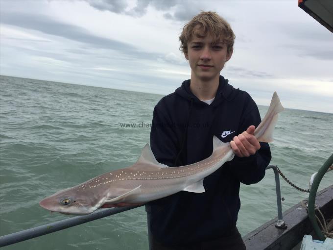 6 lb Smooth-hound by Unknown