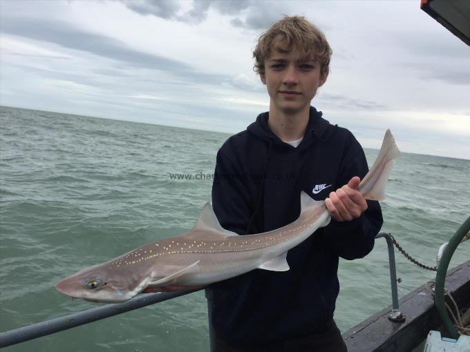 6 lb Smooth-hound (Common) by Unknown