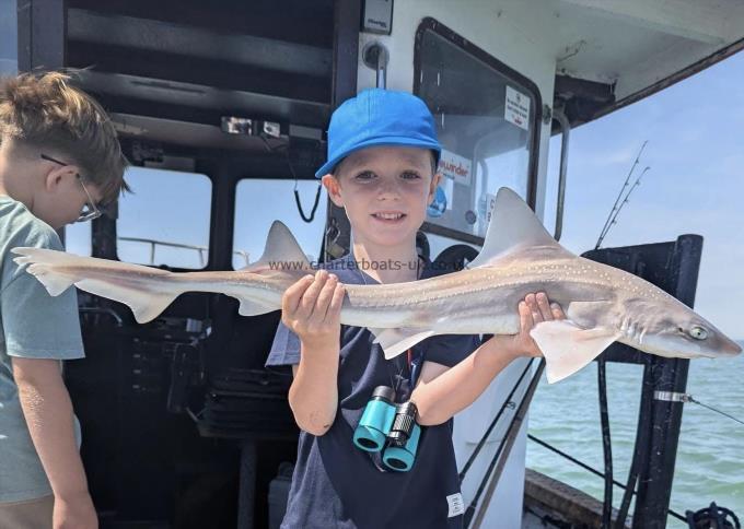 6 lb Smooth-hound by Unknown