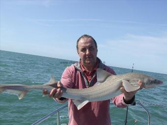 2 oz Smooth-hound by Unknown
