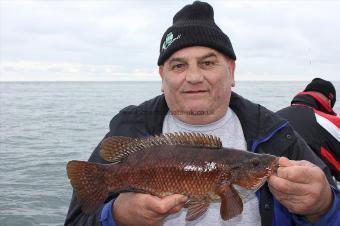 2 lb Ballan Wrasse by Mr Salter