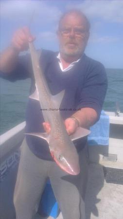 6 lb Starry Smooth-hound by tim from canterbury