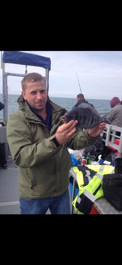 1 lb Black Sea Bream by Unknown