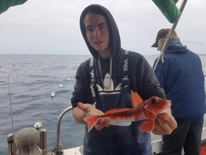 12 oz Red Gurnard by Fergus Powell from whitby
