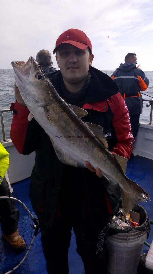 11 lb 10 oz Pollock by Valentyn