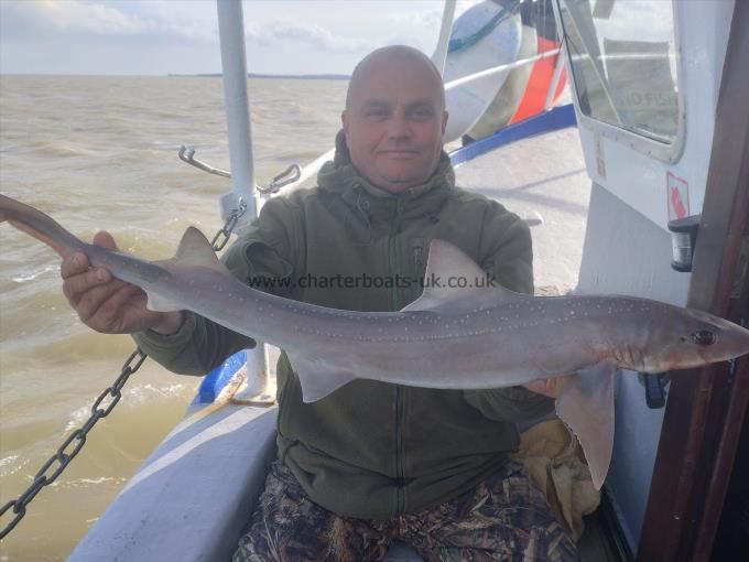 5 lb Starry Smooth-hound by Ian