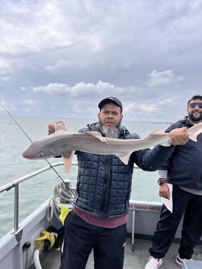9 lb Smooth-hound by Unknown