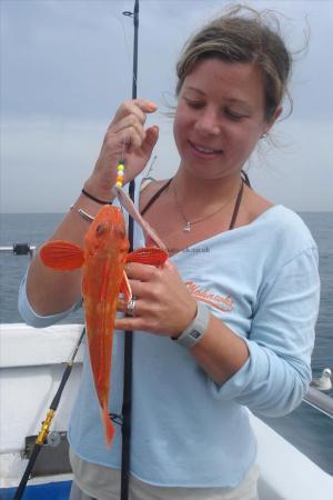 1 lb Red Gurnard by sarah