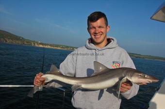 12 lb Starry Smooth-hound by Dafydd