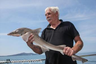 9 lb Starry Smooth-hound by Mr Phennah
