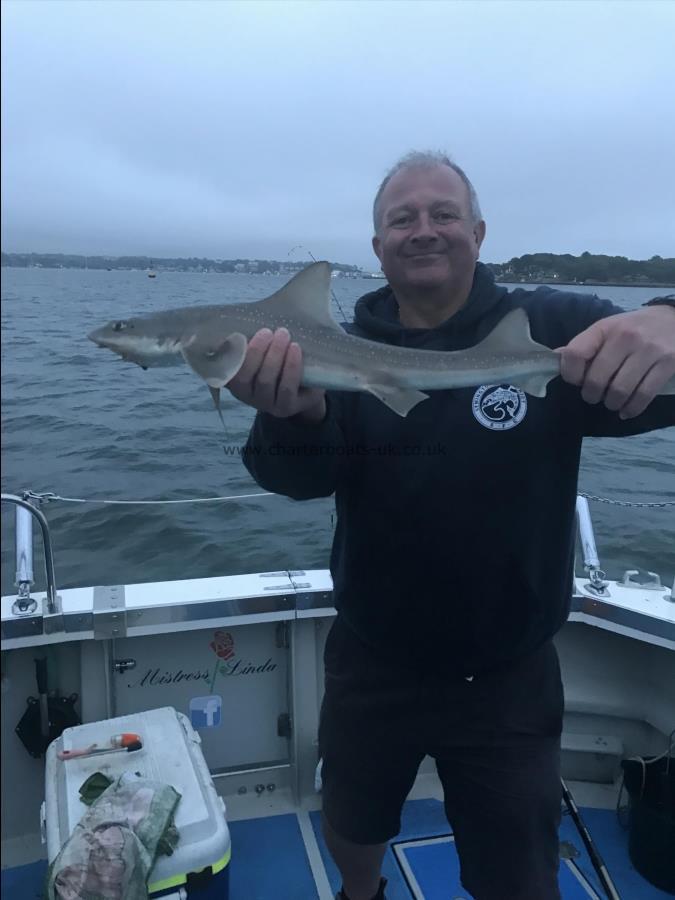 3 lb Starry Smooth-hound by Unknown