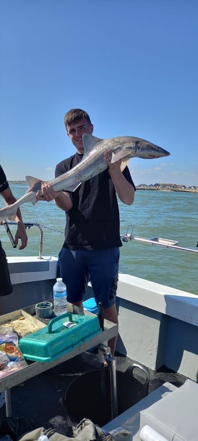 21 lb Smooth-hound by Unknown
