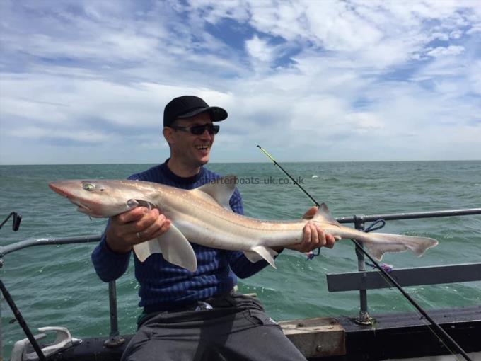 13 lb Smooth-hound by Unknown