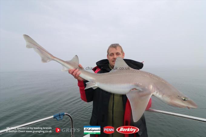 18 lb Starry Smooth-hound by Adam