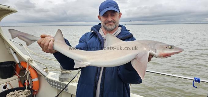 9 lb Starry Smooth-hound by Sean