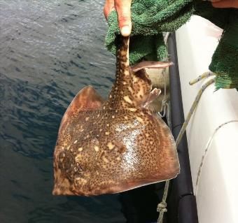 1 Kg Thornback Ray by Unknown