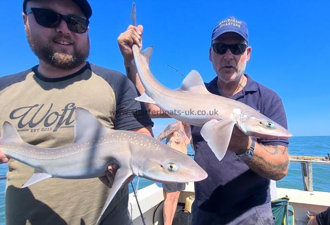 6 lb 1 oz Starry Smooth-hound by Lew