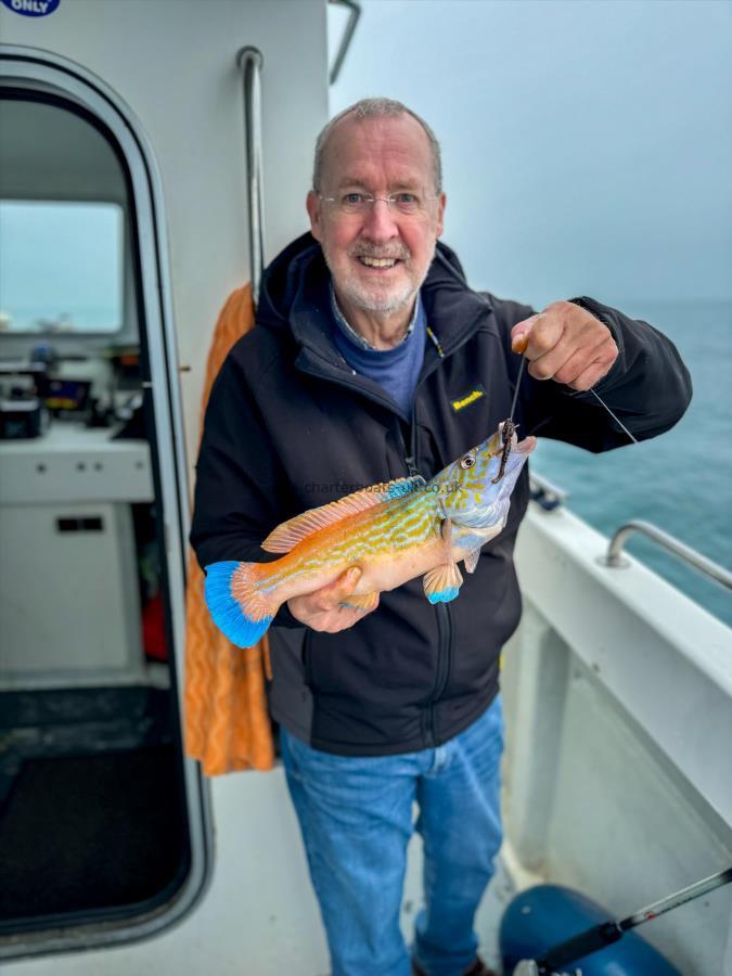 1 lb Cuckoo Wrasse by Brian Davis