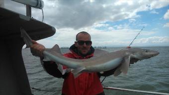 11 lb Starry Smooth-hound by gavin