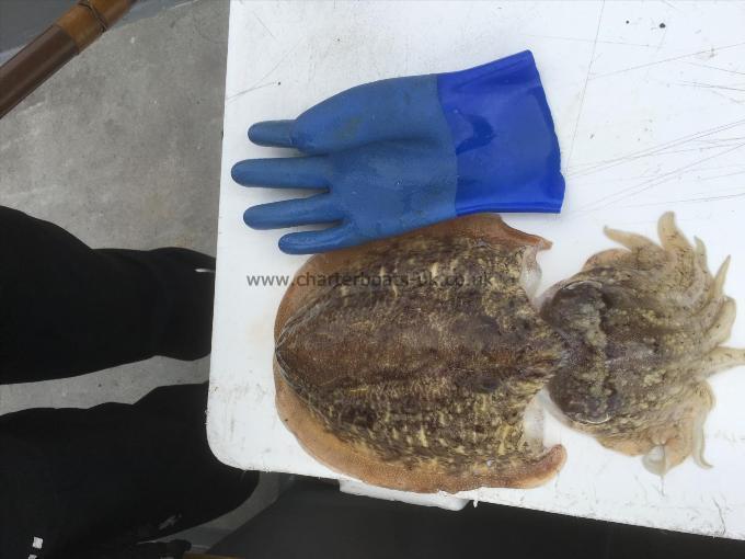 3 lb 8 oz Cuttlefish by Unknown