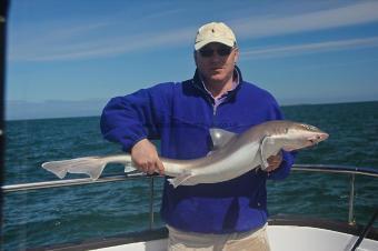 12 lb Starry Smooth-hound by JB