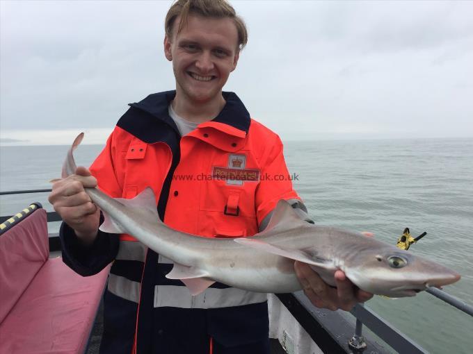 5 lb Starry Smooth-hound by Unknown