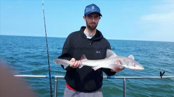 7 lb 3 oz Starry Smooth-hound by Unknown