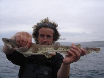 2 lb Lesser Spotted Dogfish by Pierre Monjarret