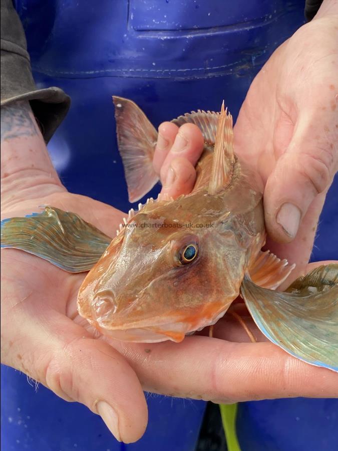 1 lb Red Gurnard by Unsure