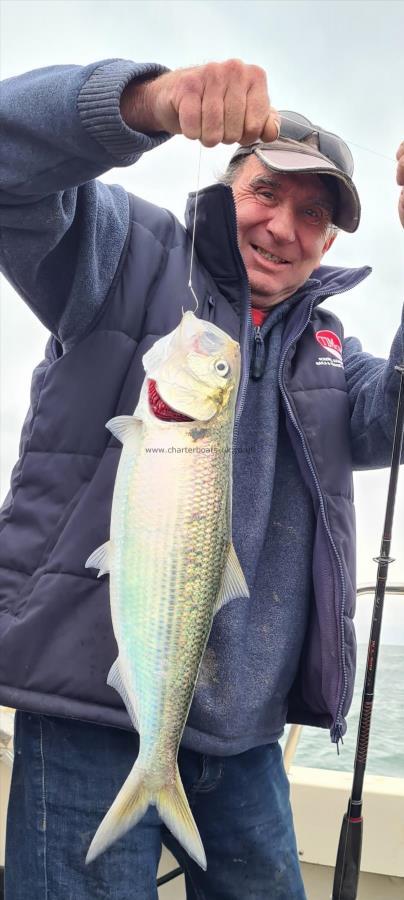 1 lb Twaite Shad by Dave lock