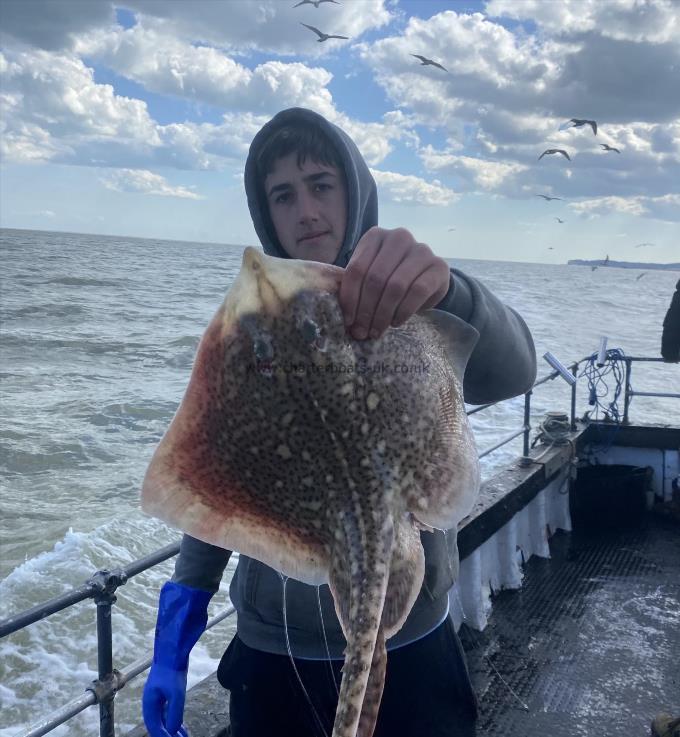 5 lb Thornback Ray by Unknown