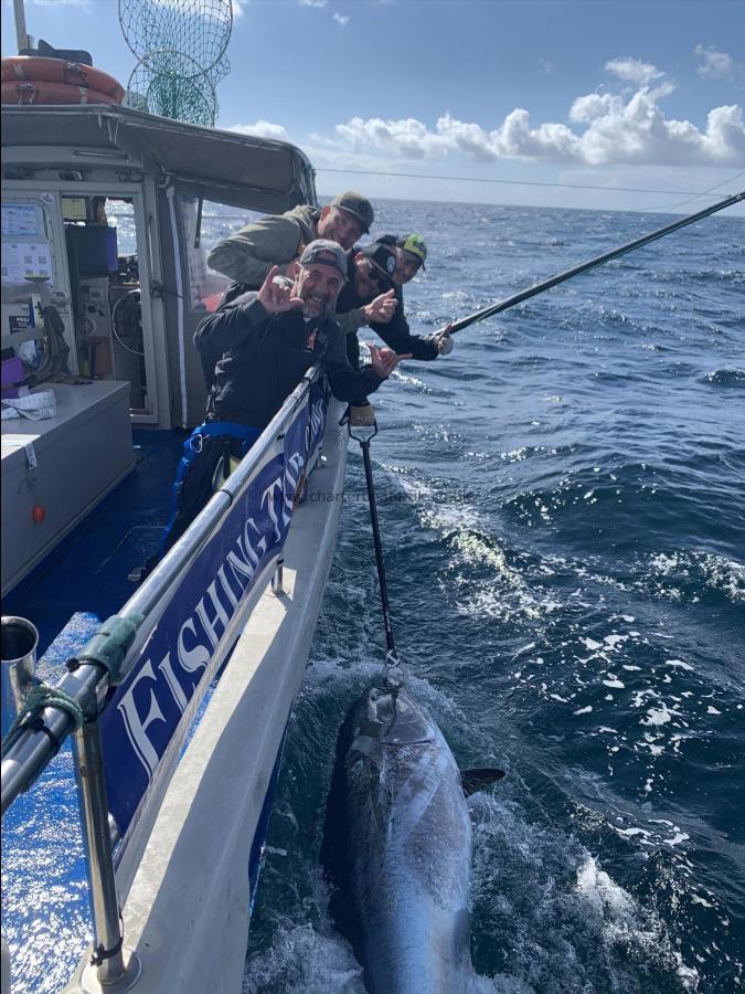 750 lb Bluefin Tuna by Sturt