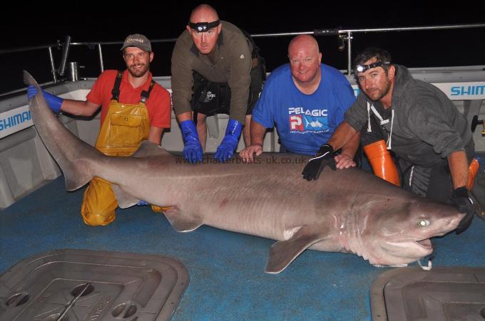 512 lb Six Gill Shark by Kevin McKie