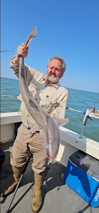 13 lb 2 oz Starry Smooth-hound by Mick