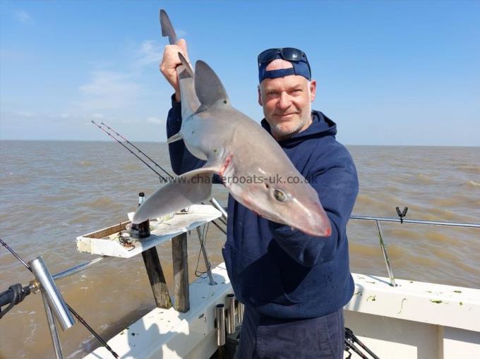12 lb 6 oz Starry Smooth-hound by Phil