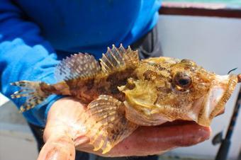 5 oz Short-spined Sea Scorpion by Harry