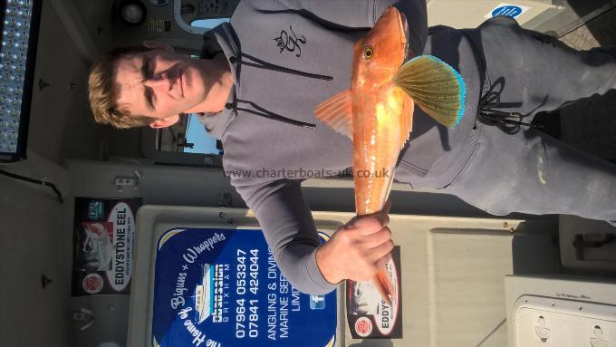 2 lb Tub Gurnard by Steve