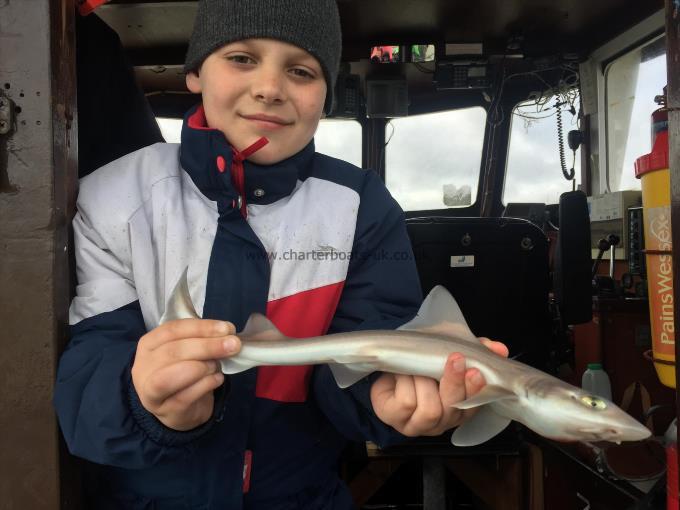 1 lb Smooth-hound by Unknown