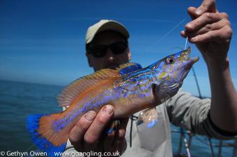 1 lb Cuckoo Wrasse by Dewi