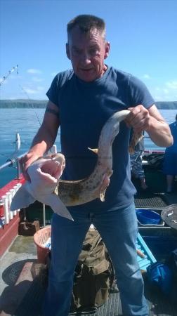 12 lb Bull Huss by cammie