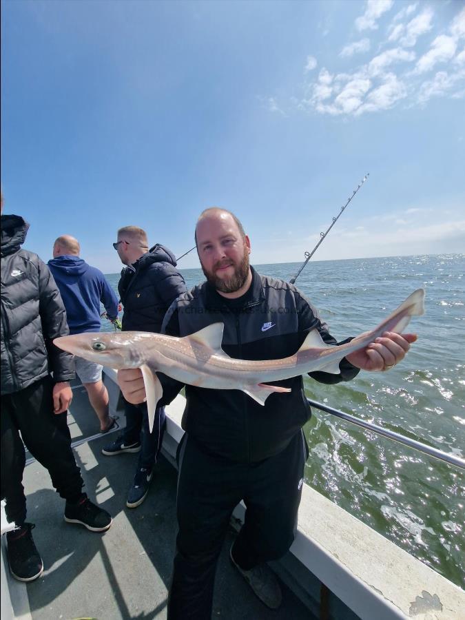 6 lb Smooth-hound (Common) by Dan the man