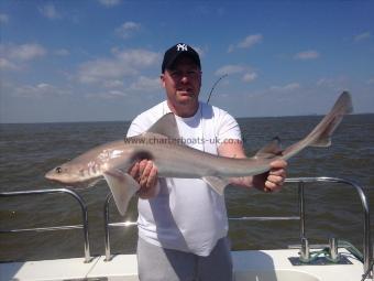 10 lb Starry Smooth-hound by Peter